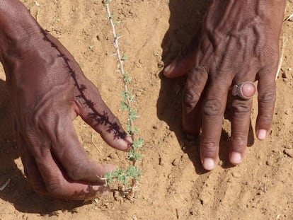 Un pastor revisa plantaciones que beneficiarán al ganado, en la localidad senegalesa de Mbar Toubab.