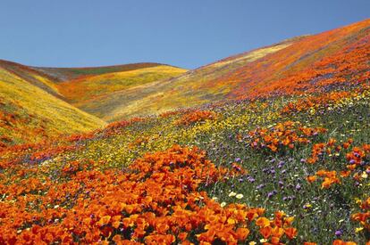 En el valle del Antílope, las amapolas tienen un santuario propio; una reserva natural donde cada primavera sus colores tintinean bajo el sol y el viento que suele azotar esta zona. Se encuentra entre los 800 y 900 metros de altura y lo serpentean un buen número de senderos por los que se puede caminar y contemplar el paisaje. No es el único paraje de California donde la floración transforma completamente la aridez de sus montañas. Cerca de este parque también se pueden visitar las colinas de Gorman, la montaña Figueroa y la planicie de Carrizo, lugares donde las flores silvestres también visten la tierra.