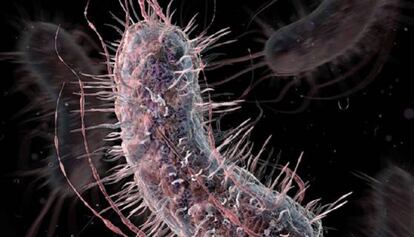 El bacteri 'E. Coli' pot desenvolupar resistència als antibiòtics més potents.