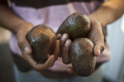 La econom&iacute;a de la regi&oacute;n de Tierra Caliente se basa en la ganader&iacute;a y la agricultura, fundamentalmente. El cultivo del lim&oacute;n o el aguacate son dos importantes fuentes de ingreso en la zona. Durante a&ntilde;os, los templarios cobraban cuota a los empresarios. &quot;Unos 150 d&oacute;lares a cambio, se supon&iacute;a, de protecci&oacute;n, pero en realidad era una extorsi&oacute;n&quot;, dice Carlos.