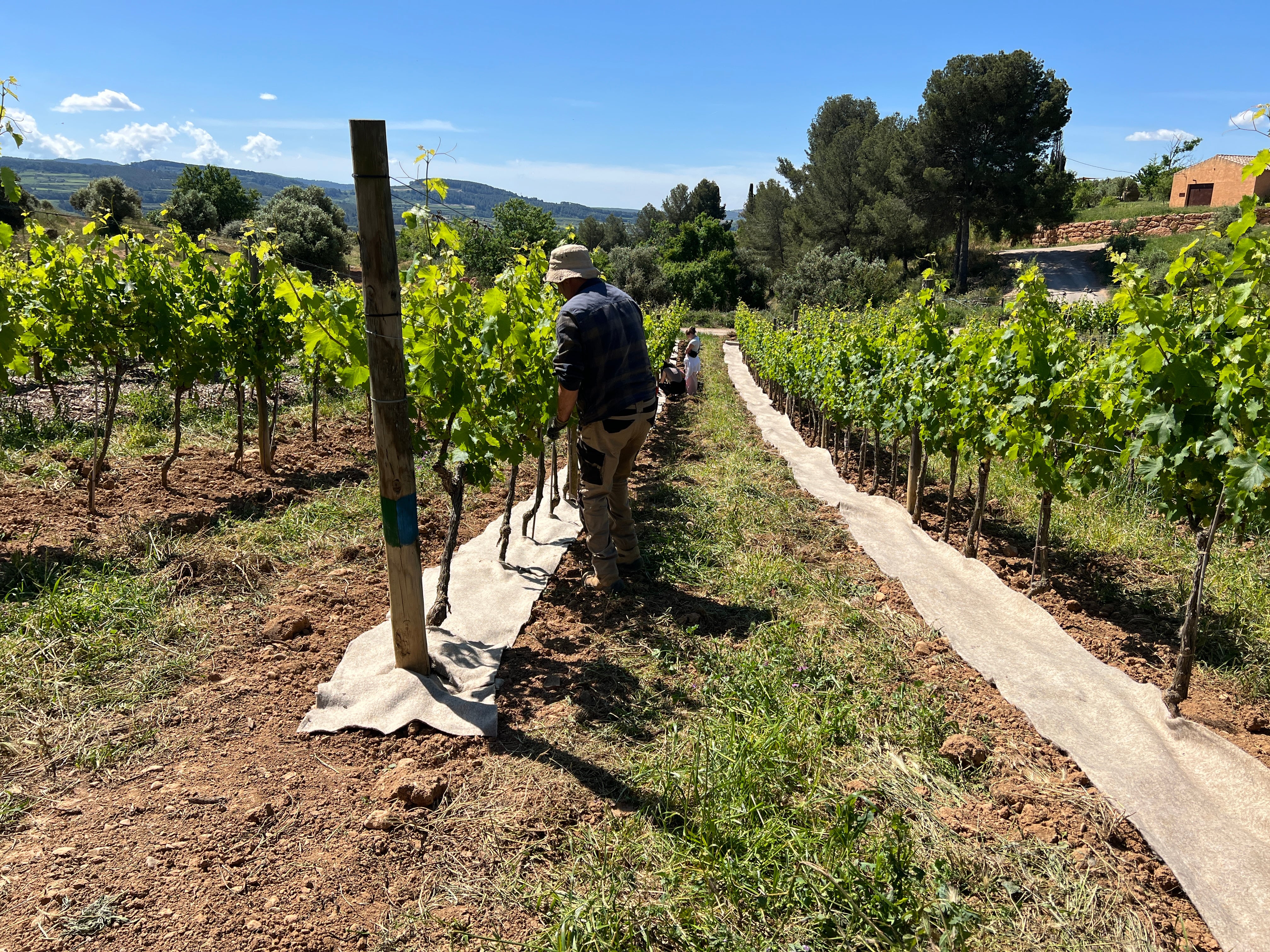 Mantillo Clic Terra aplicado en Gramona, Cataluña, en Julio de 2025.