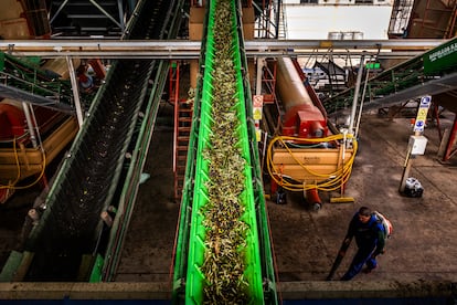 Las aceitunas en la cinta transportadora antes de que se haya separado el fruto de la hoja. Este año están recibiendo 200.000 kilos diarios cuando lo habitual son 400.000. La bajada se debe a las malas cosechas.