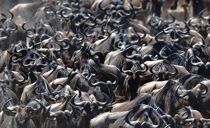 Una manada de ñus durante la migración del Masái Mara.