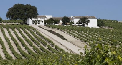 Un viñedo de Jerez.
