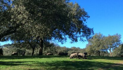 Cerdos de Cinco Jotas, en una finca en Aracena (Huelva).