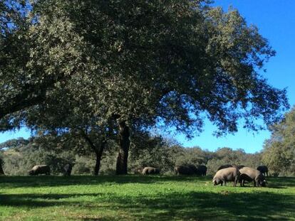 Cerdos de Cinco Jotas, en una finca en Aracena (Huelva).