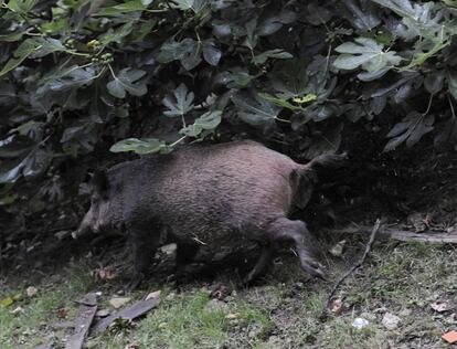 En el caso de Barcelona, la invasión del jabalí afecta a los distritos de montaña.