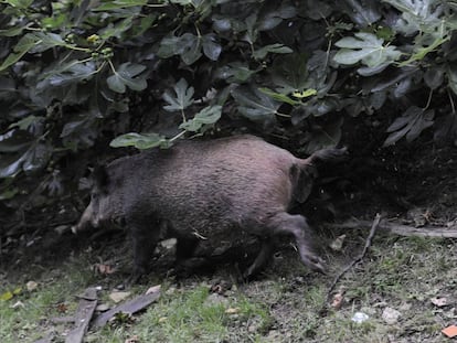 En el caso de Barcelona, la invasión del jabalí afecta a los distritos de montaña.