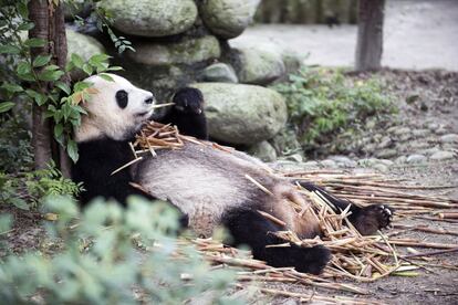 El uso más conocido del bambú es como elemento nutricional del oso panda, pero es solo uno de muchos. Los expertos critican que la mayoría de los países no explota todas las posibilidades que ofrece el material.