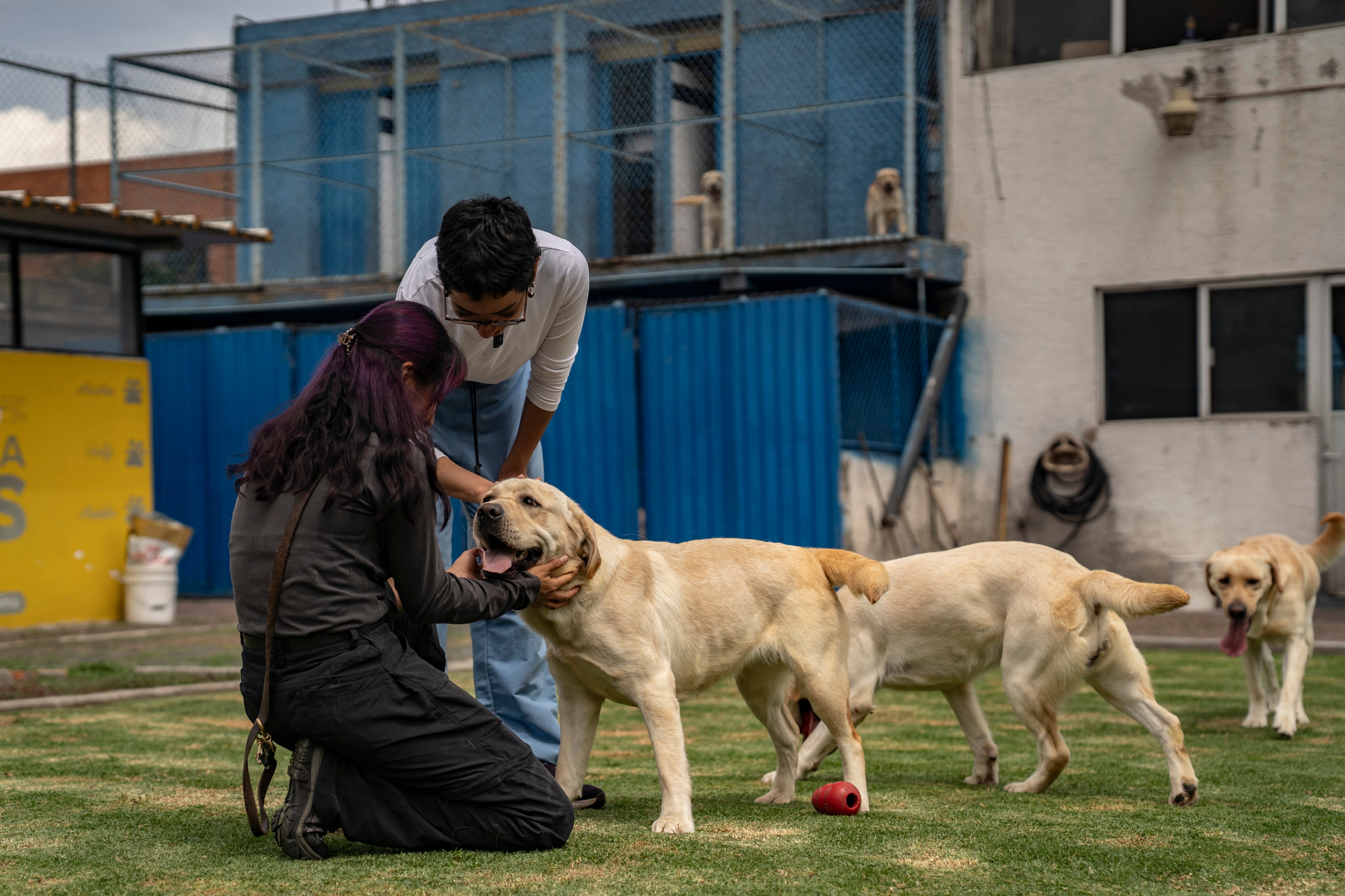 Cuidadoras juegan con perros que son entrenados en la Escuela de perros guía para ciegos, ubicada en Ciudad de México, el 30 de septiembre.