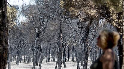 Una de las zonas quemadas cercanas al camping Doñana.