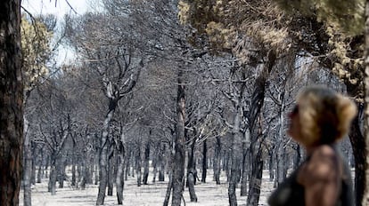 Una de las zonas quemadas cercanas al camping Doñana.