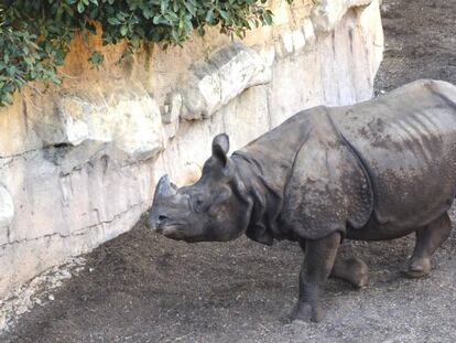 'Tarun' en el parque Terra Natura, en Benidorm. 