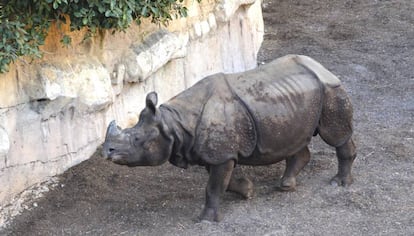 'Tarun' en el parque Terra Natura, en Benidorm. 