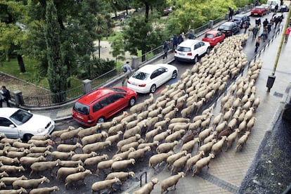 Las ovejas a su paso por la Cuesta de la Vega.