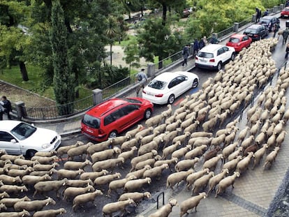 Las ovejas a su paso por la Cuesta de la Vega.