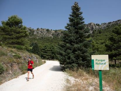 Una persona corre junto a un pinsapo, uno de los tesoros naturales de la Sierra de las Nieves, en Málaga.