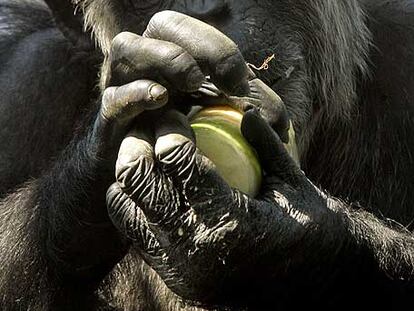 Un chimpancé sujeta un bloque helado de verdura y fruta.