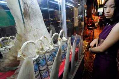 Una joven, frente al escaparate de un restaurante especializado en sopa de tiburón en la calle Yaowarat (Chinatown) de Bangkok, Tailandia.