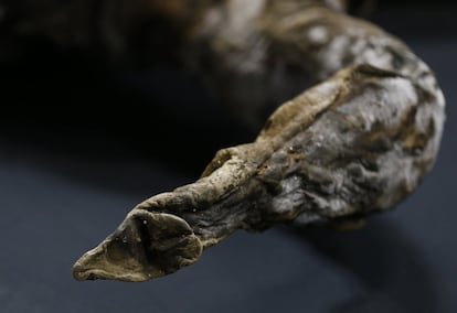 Parte de la trompa de Yuka, una hembra de mamut que vivió hace 39.000 años y hace tres fue encontrada en Siberia (Rusia), 9 de julio de 2013.