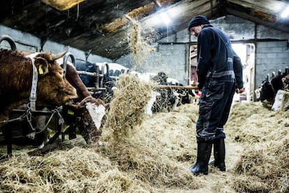 Un hombre alimenta a la vaca 'Hermien' (izquierda), en una granja de Holanda.