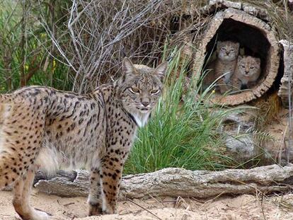Una de las hembras de lince que crían en cautividad en Doñana.