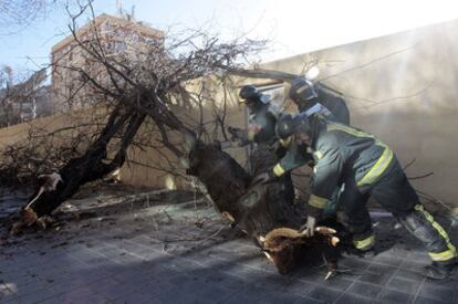 Los bomberos de Valencia cortan un árbol caído por el fuerte viento en la calle de Amadeo de Saboya.