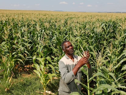 El granjero Koos Mthimkhulu inspecciona el maiz en los campos de Senekal, Sudáfrica.