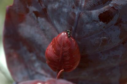 El jurado de la competici&oacute;n eligi&oacute; para el segundo puesto (empatada con la anterior) esta imagen tomada en el Parque Nacional Cip&oacute; de Brasil, donde una hormiga carpintera disfruta del n&eacute;ctar azucarado de la hoja roja de la &#039;Coccoloba cereifera&#039;, una planta end&eacute;mica de esta regi&oacute;n. A cambio, la hormiga la protege de otros insectos herb&iacute;voros.