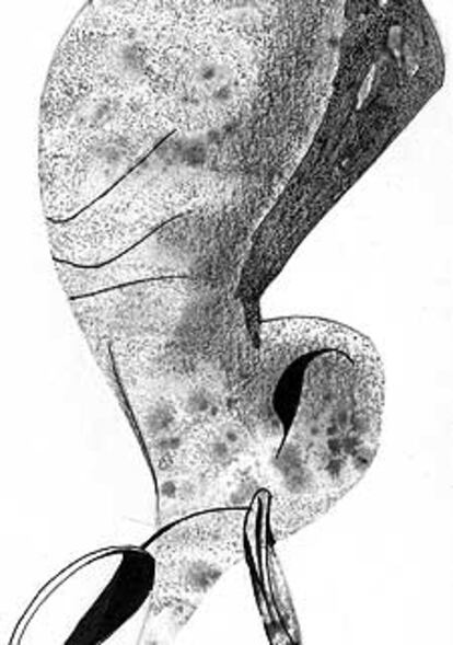 SCIAMMARELLA