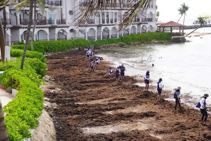 La actual temporada de sargazo en el Caribe mexicano se perfila como una de las más intensas de los últimos años. Sólo en el primer semestre, se recolectaron más de 20.000 toneladas de este alga en el arranque de la temporada turística de verano, según indicó este miércoles Oscar Rébora, titular de la Secretaría de Medio Ambiente de Quintana Roo.
