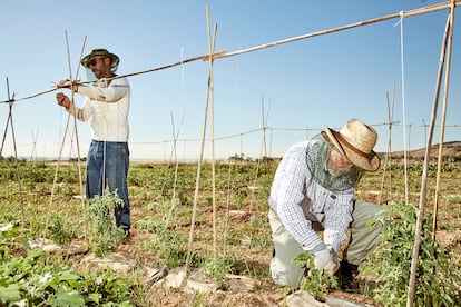 Alejandro Escobar, fundador de La Huerta en Cesta, izquierda, y su padre, Alfonso, en el huerto en Rivas Vaciamadrid, donde producen gran parte de las frutas y verduras que luego reparten en cestas.