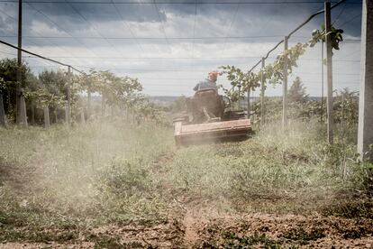 20 de septiembre de 2022. Campo de kiwis en la zona de Lagunas Pontinas, en la región del Lacio, en el centro de Italia. Los trabajadores también son explotados a través de la estrategia del “trabajo en gris”, que consiste en pagar parte del sueldo declarado y otra parte en negro. Los empresarios utilizan este método para abonar menos cotizaciones e impuestos al Estado. Eso se traduce en que hay obreros obligados a trabajar en el campo siete días a la semana, una media de 10 horas por jornada, cobrando no más de seis euros por hora.