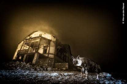 Las fotografías ganadoras del ‘Wildlife Photographer of the Year 2025’