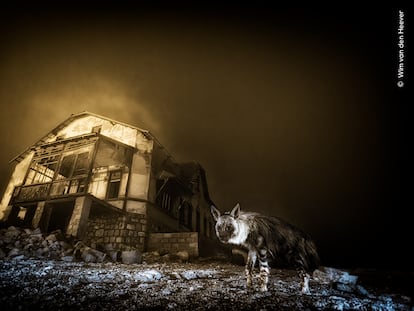 Las fotografías ganadoras del ‘Wildlife Photographer of the Year 2025’