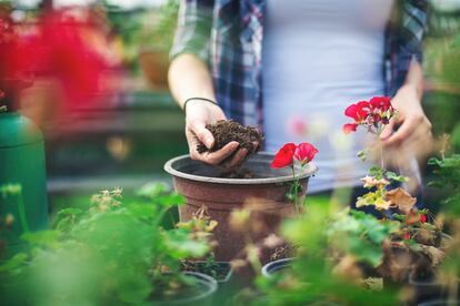 plantas flores macetas