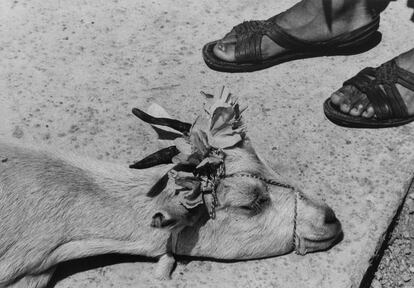 Iturbide acudió a España para recoger el V Premio Internacional de Fotografía Alcobendas, donde también impartió una clase magistral. En la imagen, 'Cabritas'. La mixteca. México, 1992.