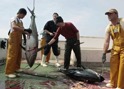 Pesca de tonyina a la costa d'Almeria.