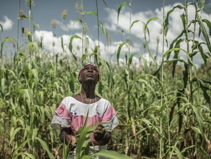 Pascaline Sawadogo, de 59 años, pertenece a una familia agricultora del centro de Burkina Faso (África occidental). El cambio climático ha cambiado los patrones de lluvia y pone en riesgo su cosecha.