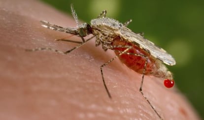 Mosquito anofeles, transmisor de la malaria.