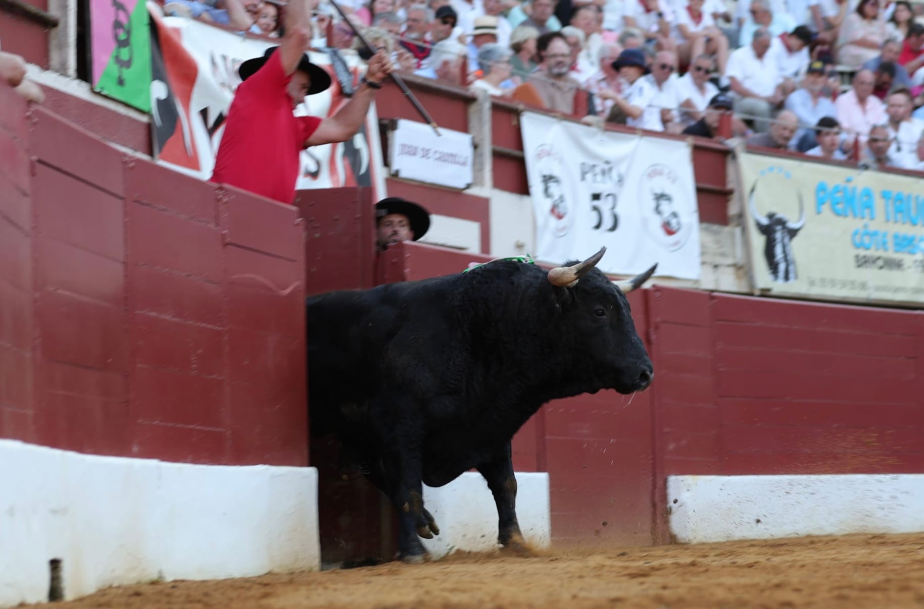 Salida del sexto toro de Baltasar Ibán en la plaza de Vic-Fezensac