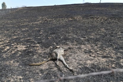 Esta foto tomada el 8 de enero muestra un canguro muerto en una granja después de los incendios forestales en Batlow, en Nueva Gales del Sur. En Australia, el 80% de la fauna es endémica, lo que aumenta la gravedad de los incendios forestales.