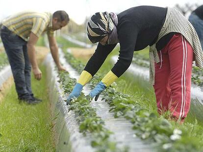 Trabajadores, en un campo de fresas de Huelva.