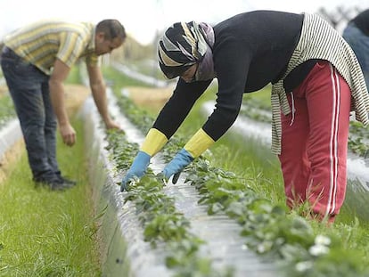 Trabajadores, en un campo de fresas de Huelva.