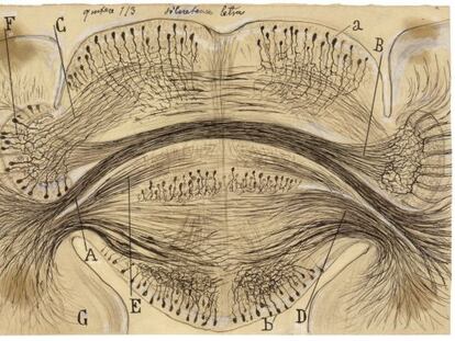 Dibujo del corte horizontal del centro cerebroide de la sepia realizado por Ram&oacute;n y Cajal hacia 1917.