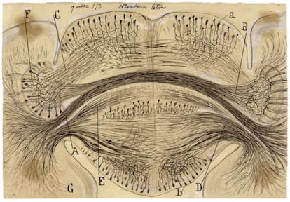 Dibujo del corte horizontal del centro cerebroide de la sepia realizado por Ram&oacute;n y Cajal hacia 1917.