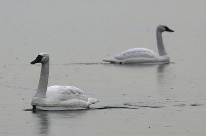 Cisnes robots monitorean la calidad del agua en un embalse de Singapur. Estos aparatos que se fusionan con el medio ambiente han sido desarrollados por un equipo de investigadores de la Universidad Nacional del Instituto de Investigación del Medio Ambiente de Singapur.