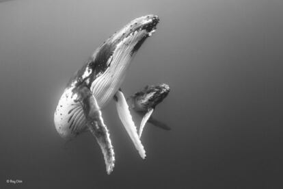 Las ballenas jorobadas migran cada año a Tonga para dar a luz en sus cálidas aguas. El fotógrafo Ray Chin captó esta bonita imagen de uno de estos animales junto a su ballenato.
