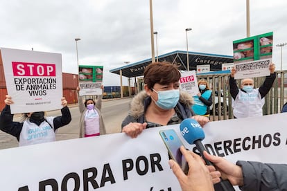 Miembros de Igualdad Animal protestan por la situación de las reses a bordo del 'Karim Allah', el 27 de febrero en el puerto de Cartagena. 