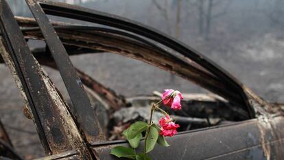 A flower placed in remembrance of those who died in this car in Nodeirinho.